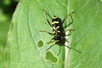 Clytus arietis