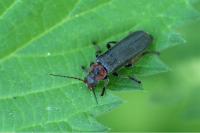 Cantharis fusca