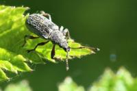 Phyllobius pyri