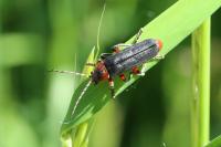 Cantharis rustica