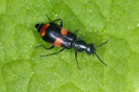 Anthocomus fasciatus