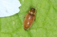 Byturus ochraceus