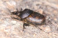 Onthophagus fracticornis