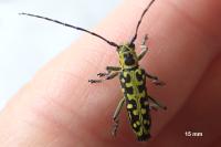 Saperda scalaris