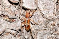 Trichoferus pallidus