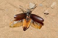 Prionus coriarius
