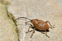 Curculio glandium