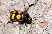 Nicrophorus interruptus