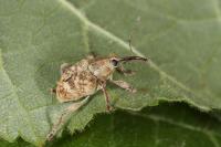 Curculio venosus
