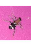 Thanasimus formicarius