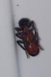 Thanasimus formicarius
