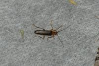 Nacerdes carniolica