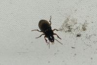 Pseudoophonus
