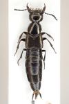 Philonthus succicola