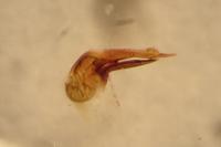 Philonthus succicola