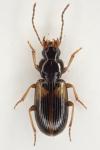 Acupalpus meridianus