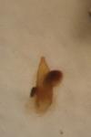 Acupalpus meridianus
