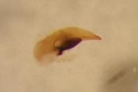 Acupalpus meridianus