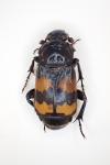 Nicrophorus interruptus