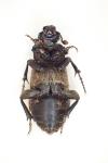 Nicrophorus interruptus