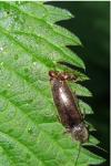 Athous haemorrhoidalis