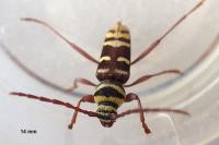Plagionotus detritus