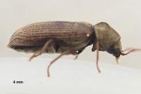 Hemicoelus costatus