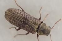 Hemicoelus costatus