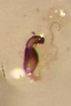 Longitarsus luridus