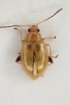 Aphthona lutescens