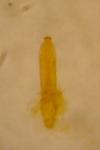 Aphthona lutescens