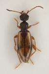 Cordicollis gracilis