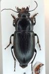 Anisodactylus signatus