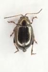 Chaetocnema concinna