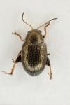 Chaetocnema arida