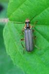 Cantharis nigricans
