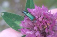 Malachius bipustulatus
