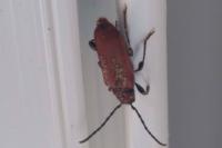 Pyrrhidium sanguineum