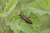 Aromia moschata