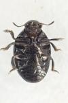 Oomorphus concolor