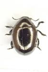 Oomorphus concolor