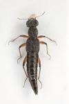 Stenus clavicornis
