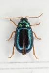 Crepidodera aurea