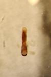 Crepidodera aurea
