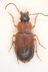 Stenolophus skrimshiranus