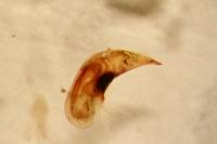 Stenolophus skrimshiranus