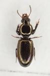 Dyschirius aeneus