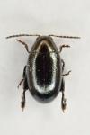 Dibolia occultans