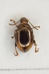 Hippuriphila modeeri