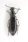 Dasytes aeratus